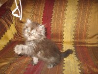 Εικόνα 437.jpg