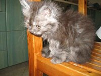 Εικόνα 456.jpg