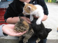 Εικόνα 517.jpg