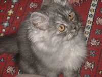 Εικόνα 520.jpg