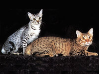 Gatos-Ocicat.jpg