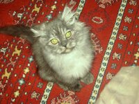 Εικόνα 519.jpg