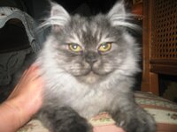 Εικόνα 526.jpg