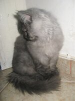 Εικόνα 530.jpg