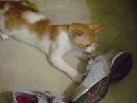 Copy of DSC00204.JPG