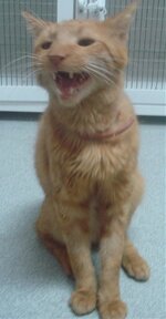 Allandin Fonaskos.jpg