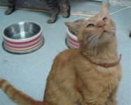 Allandin Fatsaki .jpg