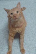 Allandin Fatsaki agapimeno.jpg