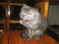 Εικόνα 521.jpg