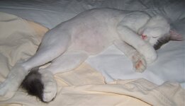 Άσπρη κοιλίτσα1.jpg