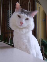 Είμαι κούκλος1.jpg