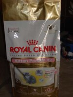 persian kitten 2.JPG