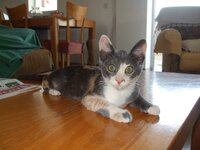 Αντίγραφο από DSCF1037.JPG