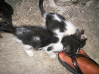 Εικόνα 708.jpg