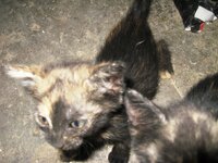 Εικόνα 707.jpg