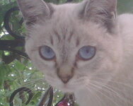 Media CardBlackBerrypicturesIMG00054.jpg