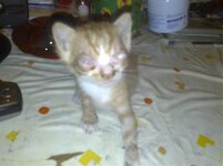 Εικόνα 001.jpg