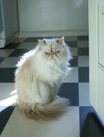 10-Himalayan_Persian.jpg