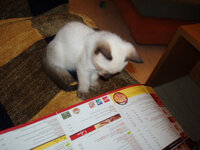 Takis paraggelnei fai 2.jpg