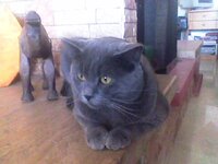 Φιντέλ τζάκι.jpg