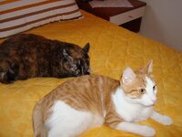 Σεπτεμβριος 2008 056 β.jpg