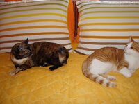 Σεπτεμβριος 2008 058 β.jpg