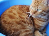 Cheys lekanagnadeyw.jpg