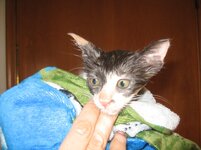 Αντίγραφο από IMG_0743.JPG