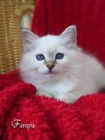 faraya_20080921_1a[1] (1).jpg