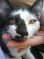 Εικόναkinhtou 056.jpg