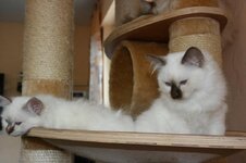 Katzen Sept.2008 019.jpg