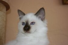 Katzen Sept.2008 024.jpg