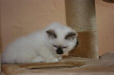 Katzen Sept.2008 053.jpg