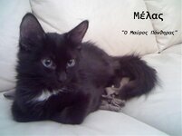 μσύρος πάνθηρας.jpg