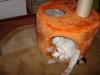 Αρης στο ονυχοδρομειο 001 Α.jpg