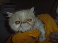 Ο Πέρσης λουόμενος.jpg