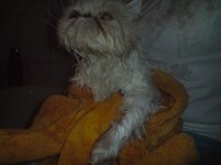 ΠΕΡΣΗΣ. ΑΠΟ ΠΟΥ ΝΑ ΦΥΓΩΩ.jpg