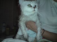 ΝΑΛΑ ΛΟΥΟΜΕΝΗ.jpg