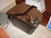 Μυρτουλα στο καλαθι 2.jpg