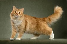 siberian-cat-helmi1.jpg
