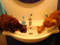 Φωτο στο μπανιο 003 α.jpg