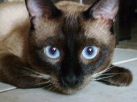 my cat photos 33.JPG