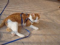 Αρης με το σαμαρακι 005 α.jpg