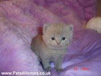 small_British-Lilac-Male-KittenReady-Now-4489.jpg