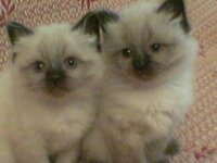 Καλυψω και αδελφος.jpg