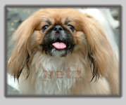 pekingese_a5.jpg
