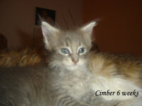 cimber19 αντίγραφο.jpg