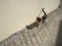 ΞΑΝΘΗ-08 028 α.jpg