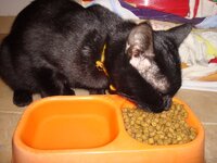 Μορφεας 002 α.jpg