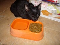 Μορφεας 004 α.jpg